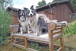 Pet friendly holiday cottages