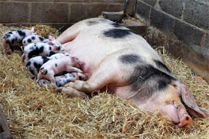 Hesketh Farm Park