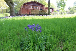 Woodland setting accommodation for up to 10 adults