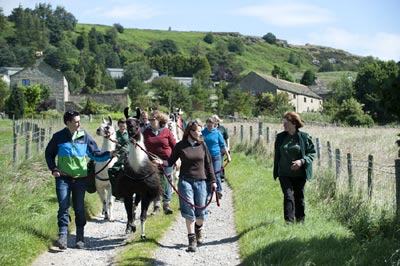 Trekking with Llamas