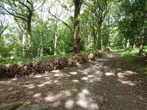 Holly hedging along part of a footpath, made by the NAOB volunteers