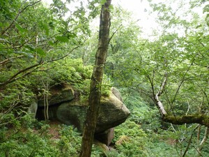 Rocky outcrops can be found within our woodlands similar to those found at National Trusts Brimham Rocks a mile away, although not quite to their scale!