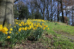 Helme Pasture daffodils.jpg
