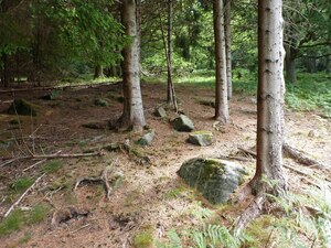 There's evidence of stone age encampments within our wood, although nature has hidden them well 