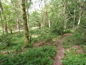 One of many small tracks which can be found within our woodland