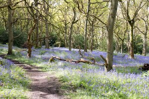 Around May each year, our native english bluebells wake up and form a sea of blue over large areas of our woodland
